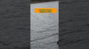 СЕЛЕЗЕНЬ НА РАЗМИНКЕ