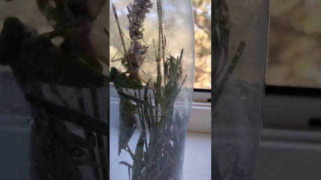 НЛО Богомол каннибализм