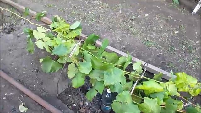 виноград Первые морозы Ю смотреть онлайн