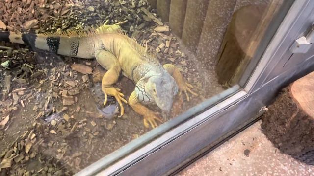 O reptila superba și foarte socială 😂😂 смотреть онлайн