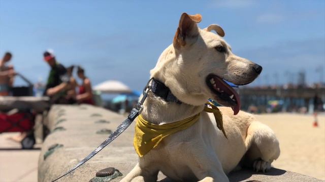 Lovable SharPei/Labrador mix up for adoption смотреть онлайн