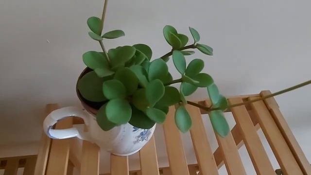 同属的多肉，用相同的方式迎接春天 The succulents of the same genus welcome spring in the same way смотреть онлайн