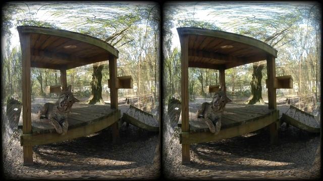 Amazing Small Wild Cats Up Close in 3D 180VR! смотреть онлайн