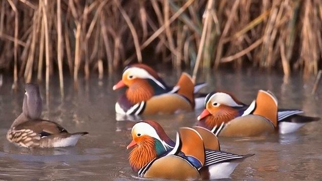 Утка мандаринка (Павлин отдыхает!!!) - самая красивая утка на земле! смотреть онлайн