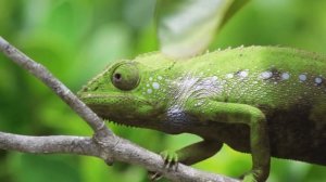 Хамелеон меняет цвета | All About