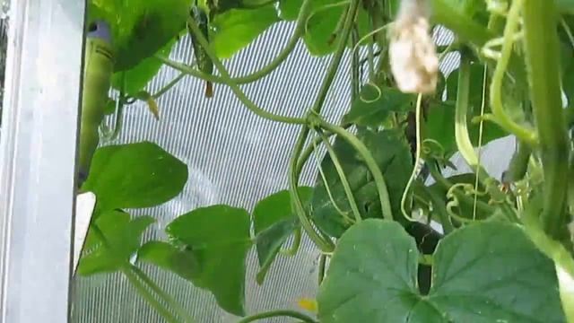 Огуречное дерево выросло смотреть онлайн