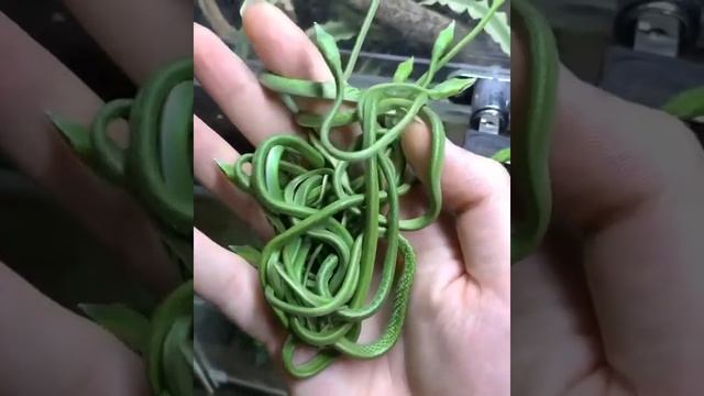 Длиннорылая плетевидка смотреть онлайн