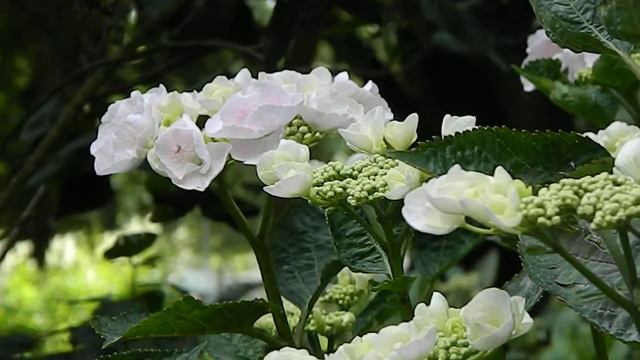 Hydrangea macrophylla Hobella смотреть онлайн