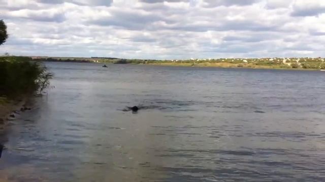 Как собака рыбу ловила! смотреть онлайн