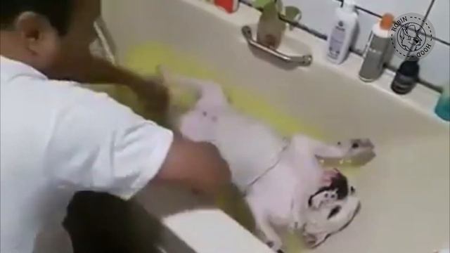 ПРИКОЛЫ 2017 с животными. Смешные Коты, Собаки, Попугаи // Funny Dogs Cats Compilation. Апрель №80 смотреть онлайн
