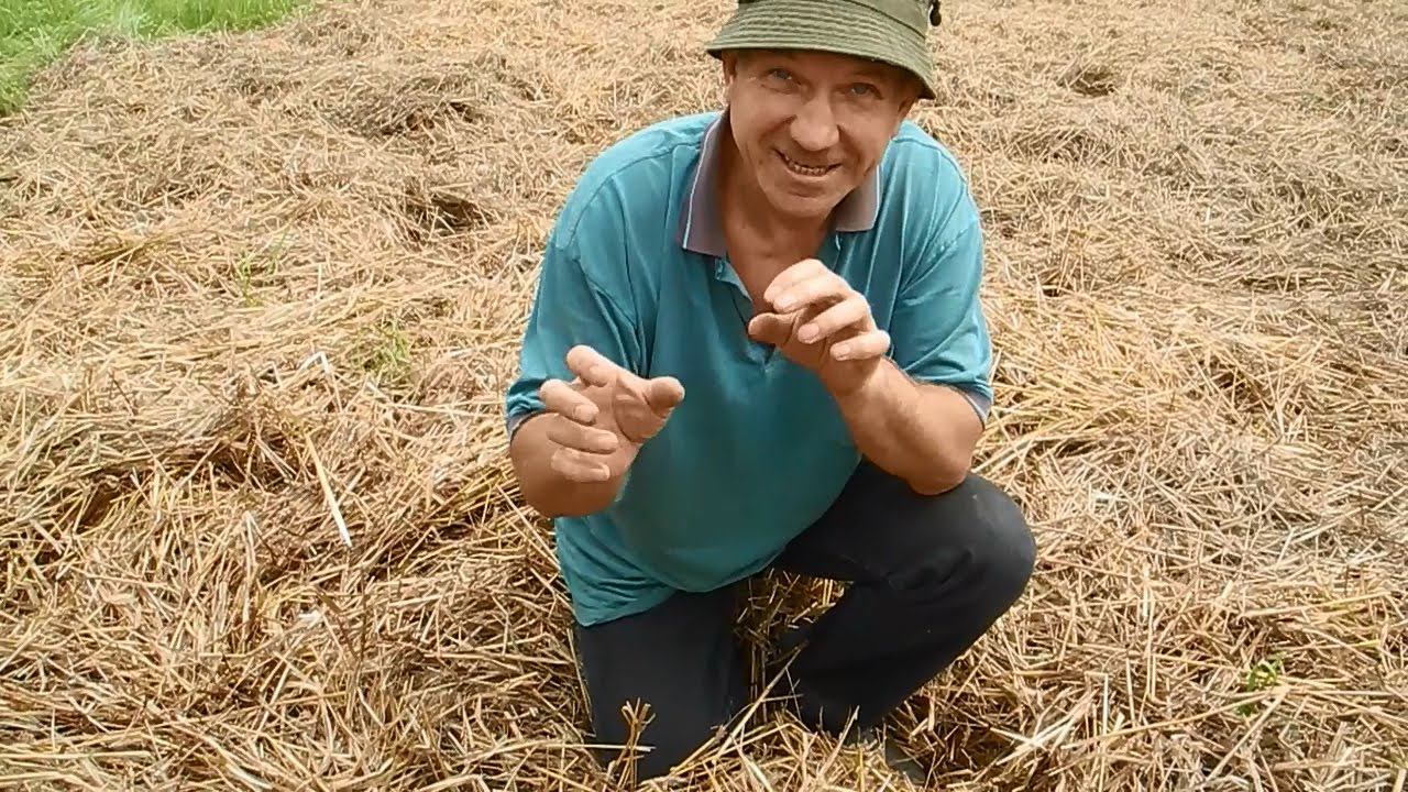 Садим картошку в траву, просто под СОЛОМУ смотреть онлайн