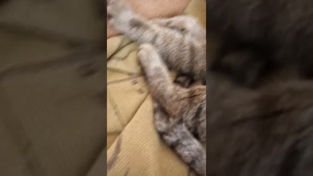 Мой кот нюх поранил лапку смотреть онлайн