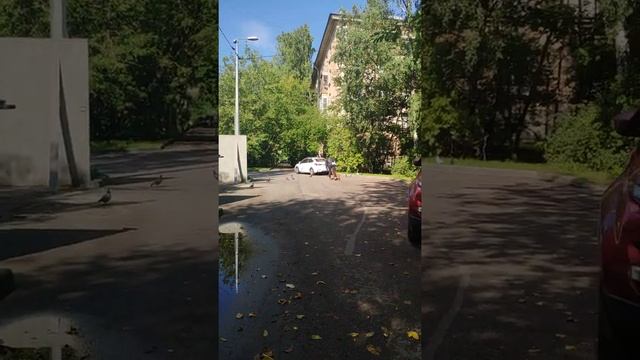 щенок сеттер без поводка в городе, 2.5 мес.