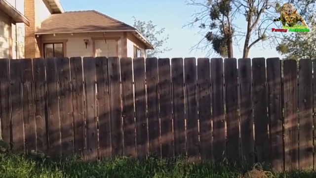 Лучшие приколы с животными. Your Universe смотреть онлайн