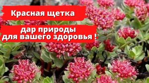 Красная щётка - дар для женского здоровья!