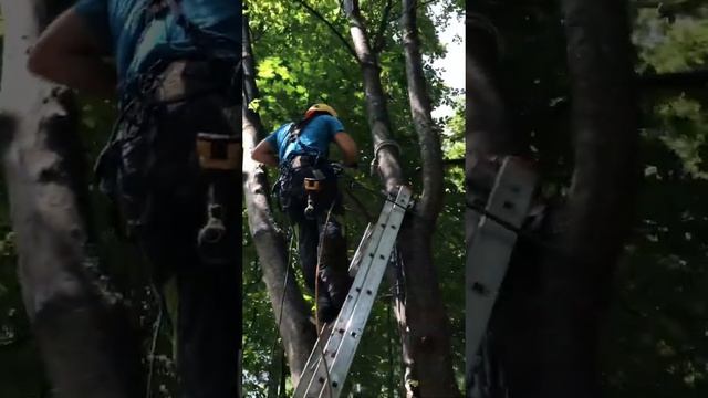 Брейсинг. Установка фиксирующих стяжек на треснувшее дерево смотреть онлайн