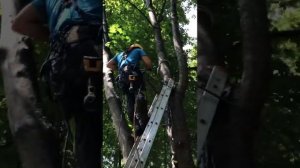 Брейсинг. Установка фиксирующих стяжек на треснувшее дерево