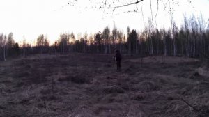 Охота на вальдшнепа с ИЖ-27