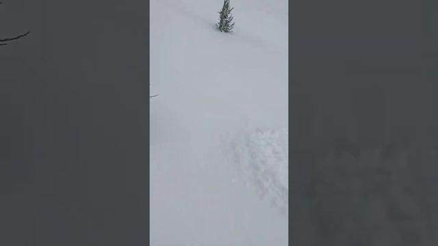 Щенки русской пегой гончей 3 месяца