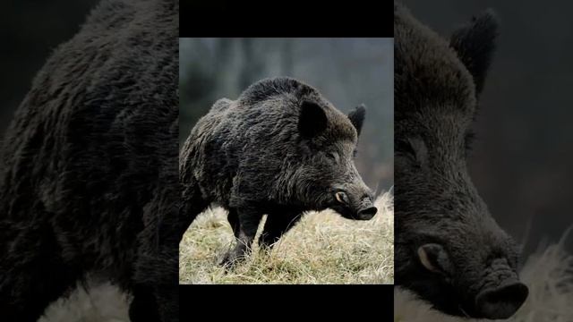 Дикий кабан секач смотреть онлайн