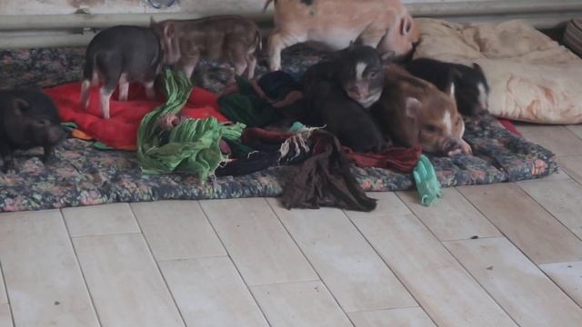 Малыши "Ц" и "Ч" ? Минипиги, микропиги, питомник Рязанская Диковинка, Рязань, minipig, micropig смотреть онлайн