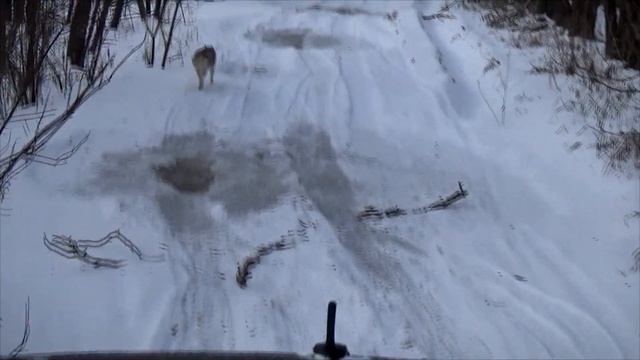 Нива урбан 2020. Зимняя покатушка, а хотели зимнюю рыбалку. смотреть онлайн