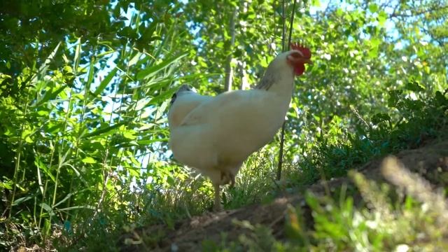 Готовим: Плов с курицей и кюкю (Kükü) | Жизнь в Деревне смотреть онлайн