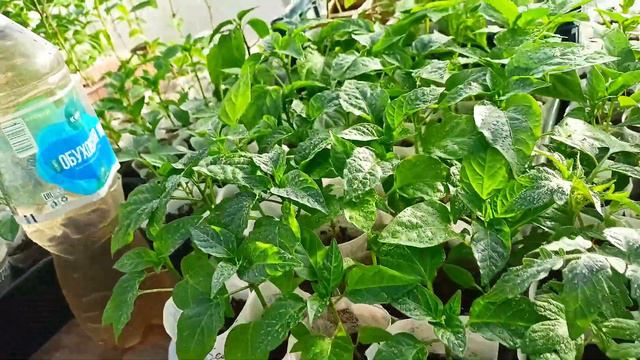 Выселили часть рассады в парник // На постоянное место жительство .