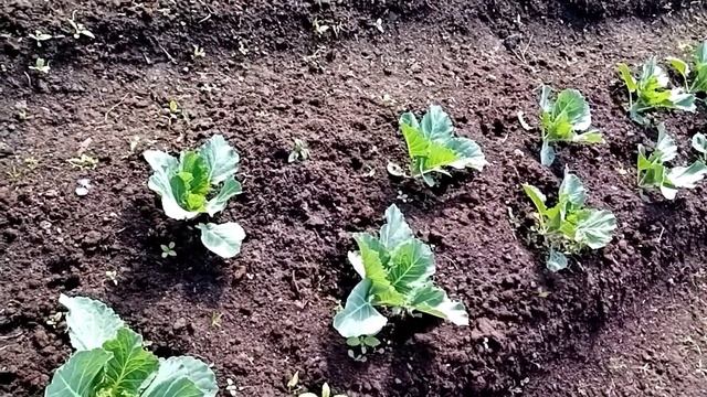 Необходимоя подкормка для капусты смотреть онлайн