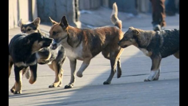 Дядю Ким Чен Ына заживо скормили собакам смотреть онлайн