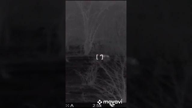 Охота ночью на приваде смотреть онлайн