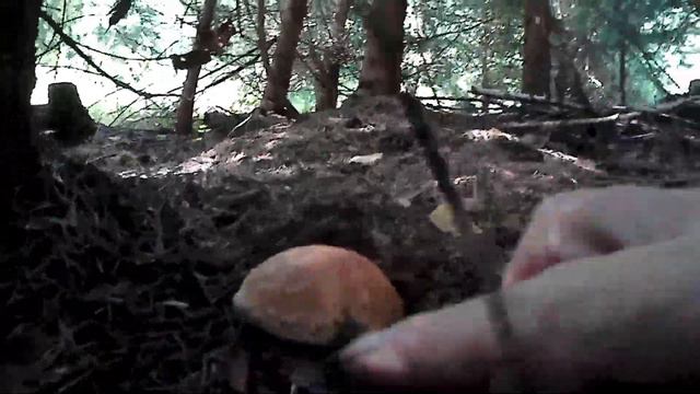 Білі Гриби в Карпатах, щось дуже слабо