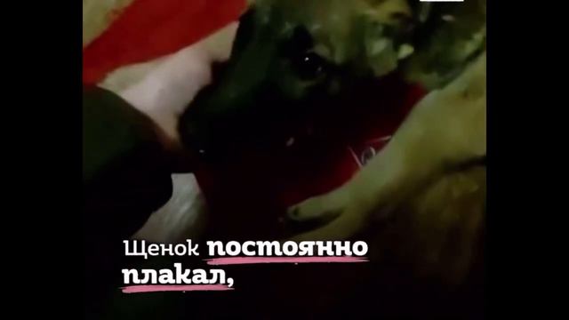 Хозяева вы-ки-нули собаку. Но она выжила назло всем смотреть онлайн