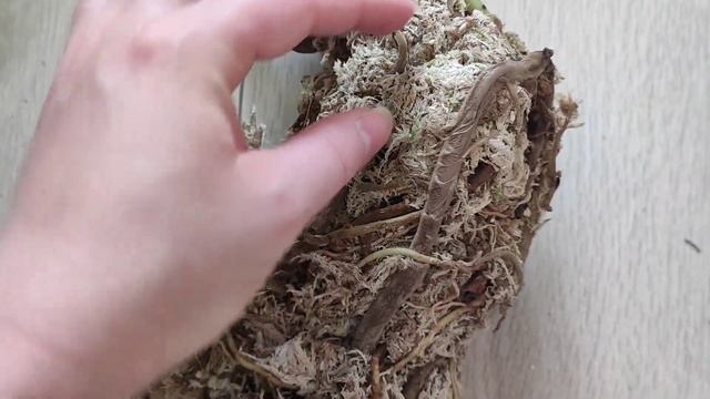 Монстера деликатесная вариегатная. Monstera deliciosa yellow tricolor смотреть онлайн