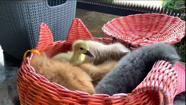 Kittens meow loudly in the arms of their adopted mother смотреть онлайн
