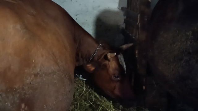 хозяйство хрюни,коровы,гуси , огород смотреть онлайн