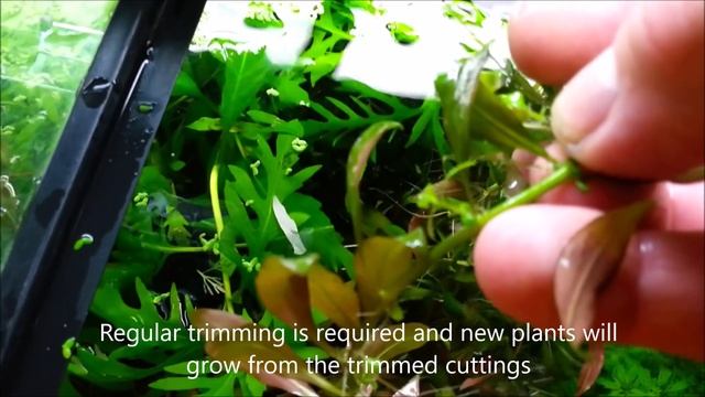 BEST Aquarium Live Plants - Ludwigia Repens смотреть онлайн