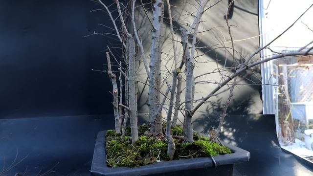 The First Work to My Siberian Elm Forest, The Bonsai Zone, Jan 2023 смотреть онлайн
