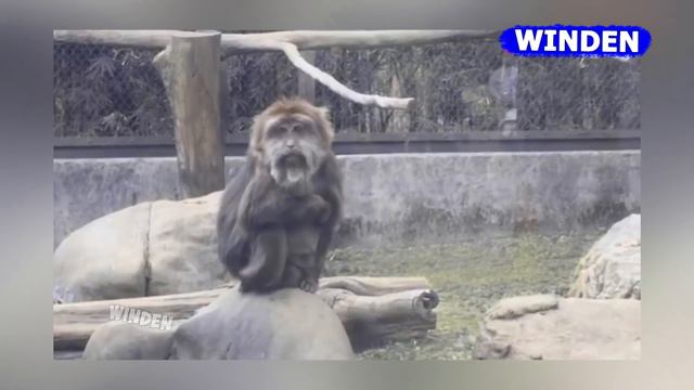 ЛЮТЫЕ ЖИВОТНЫЕ которые ПЕРЕШЛИ ВСЕ ГРАНИЦЫ! 😈 смотреть онлайн