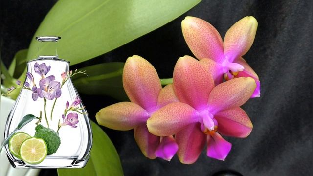Сладость орхидейных воспоминаний. Phalaenopsis Sweet Memory ( “Liodoro”) смотреть онлайн