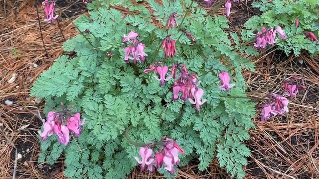Dicentra 'Pink Diamonds' | Garden Crossings смотреть онлайн