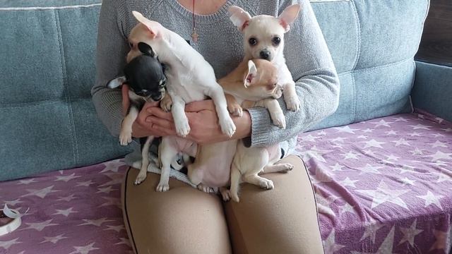 девочки продажа чихуахуа дети от кобелей питомника Кастропуло+79787458062 доставка купить щенка смотреть онлайн