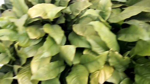 Andurium Plant வளர்ப்பது எப்படி/ How To Grow Andurium Plant
