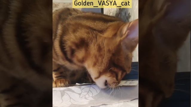Кот сожрал домашнее задание...😍😂😻🙀💪 The cat has eaten the homework... #cat #бенгал #кот смотреть онлайн