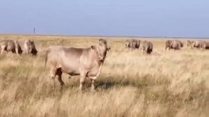 Быки-производители Аулиекольской породы