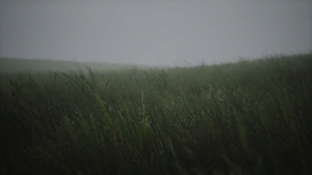 WallPaper Engine Wavy Grass From Swisso смотреть онлайн