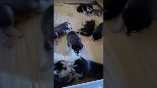 Щенкам хаски 15 дней, уже пытаются лаять смотреть онлайн