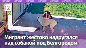 Мигрант изнасиловал алабая на участке, где трудился. Хозяин питомца увидел кровоподтеки / Известия