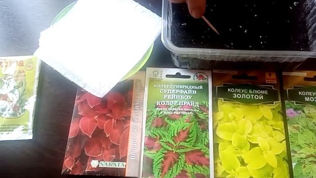 Посадка семян колеуса на рассаду смотреть онлайн