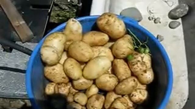 Озимая картошка 2013 год смотреть онлайн